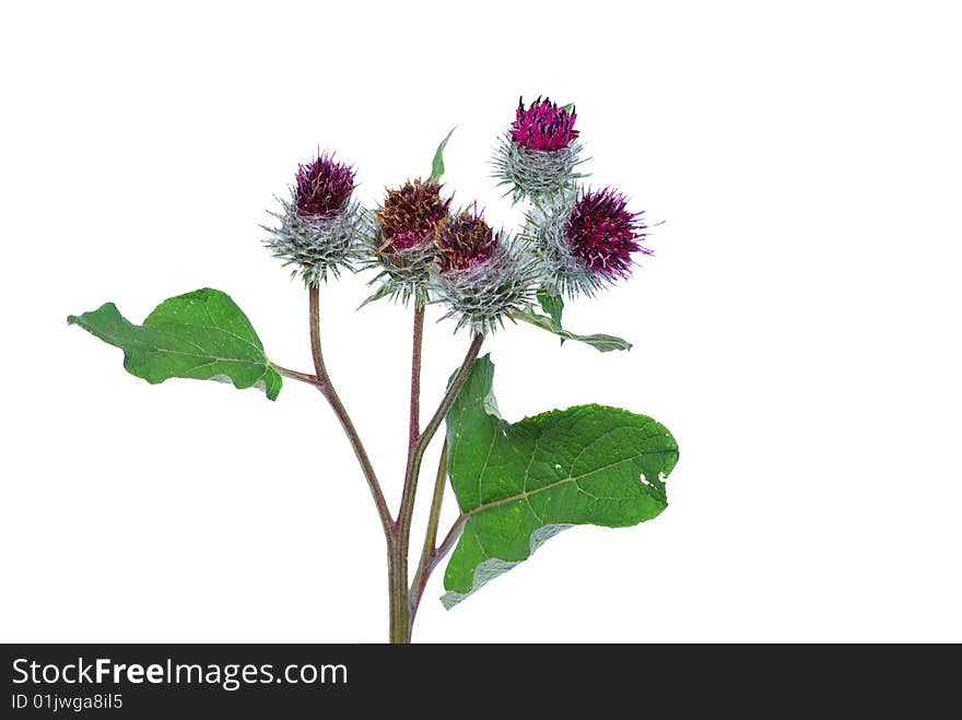 Young green plant against white background