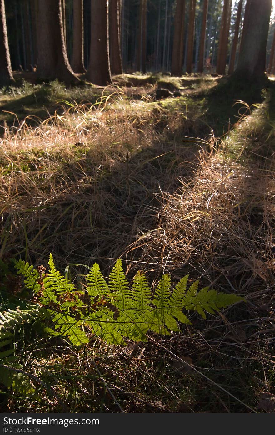 Morning sun in a forest