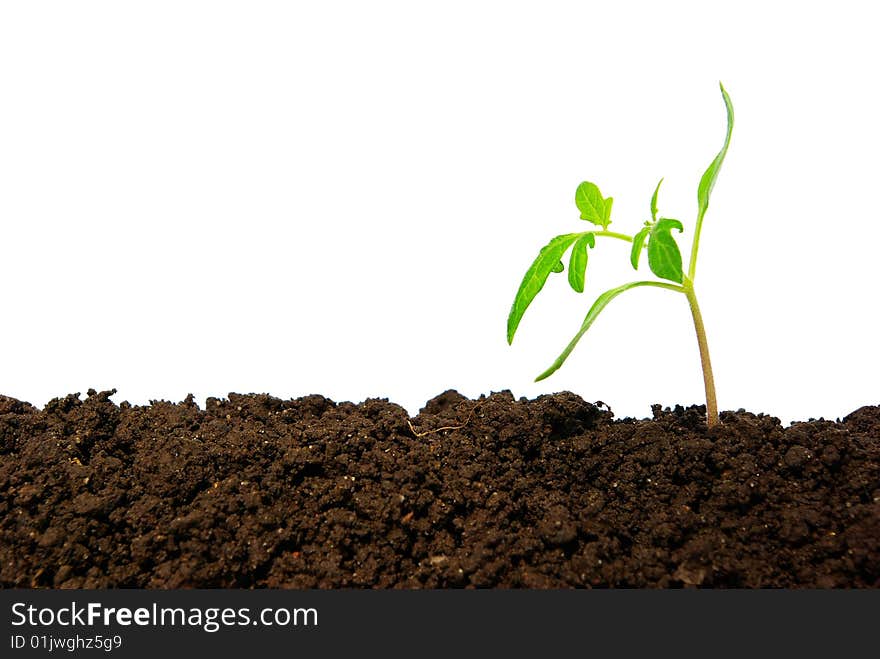 Little green plant isolated on white background. Little green plant isolated on white background