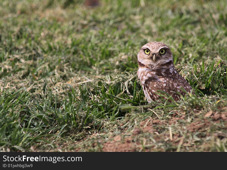 Burrowing Owl