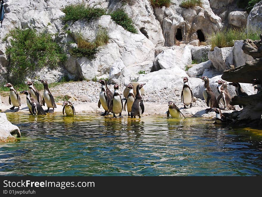 A group of penguins enjoying sunlight by waterside