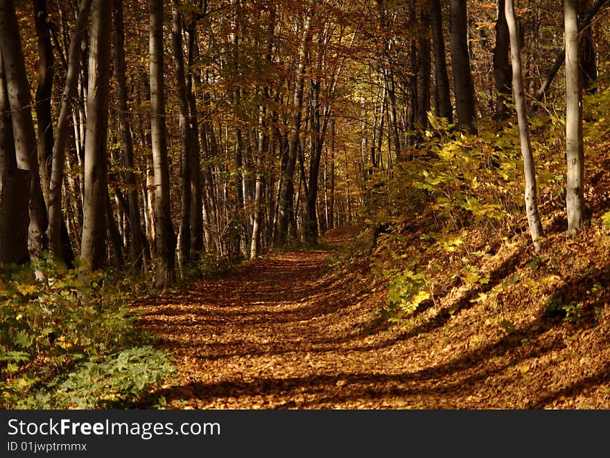 Mellow autumn in the park