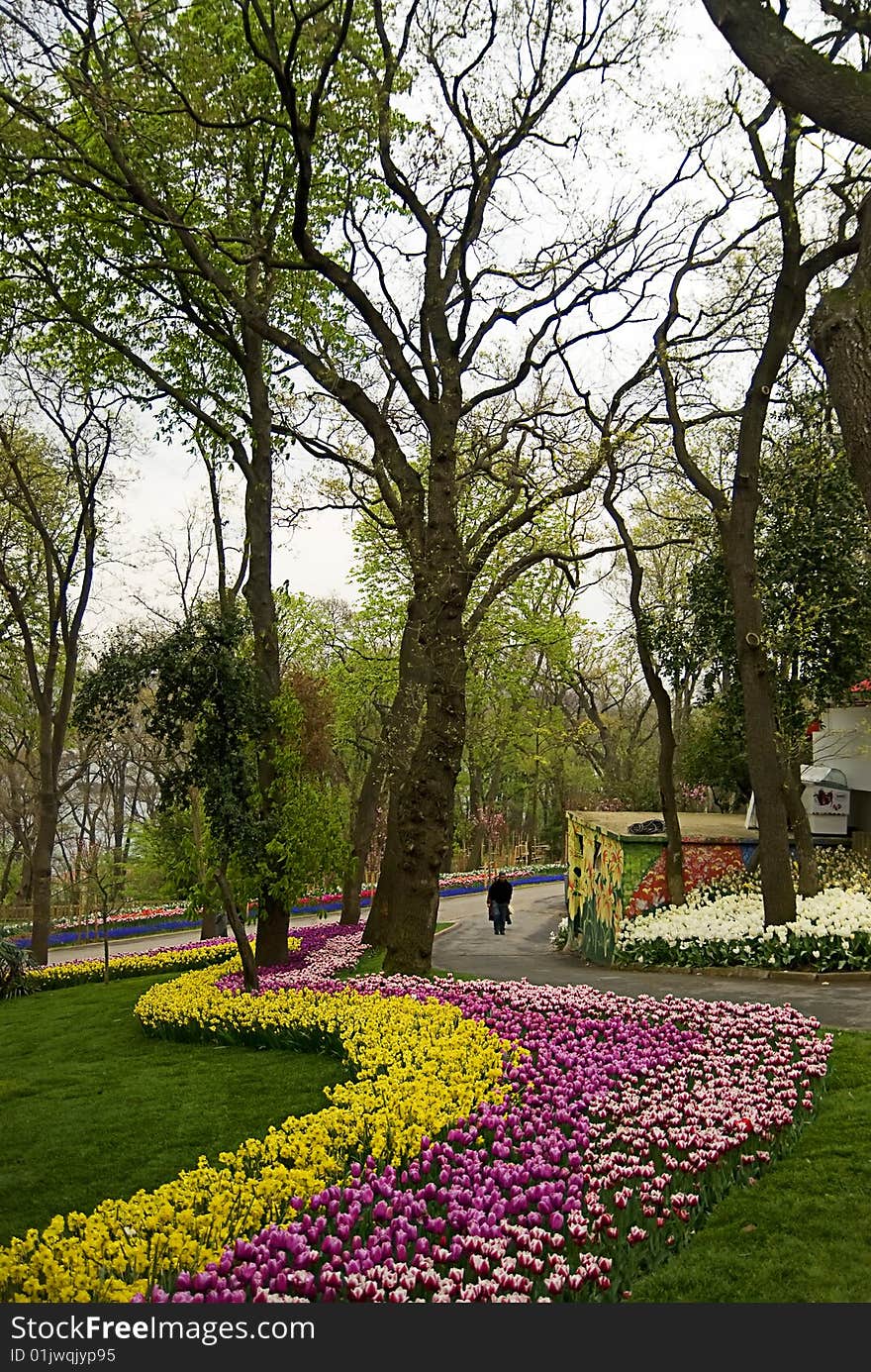 Many tulips in the garden and tree