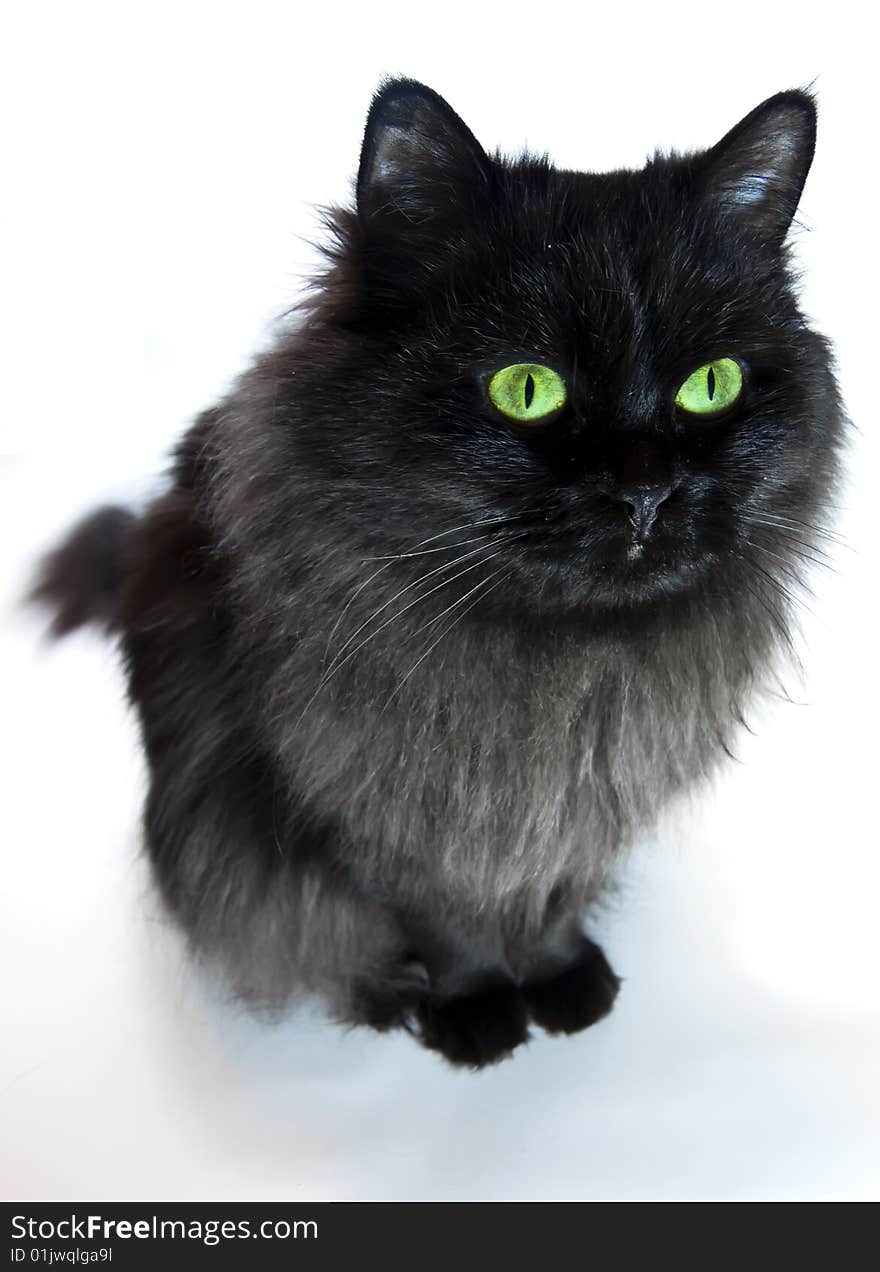 Black cat with green eyes