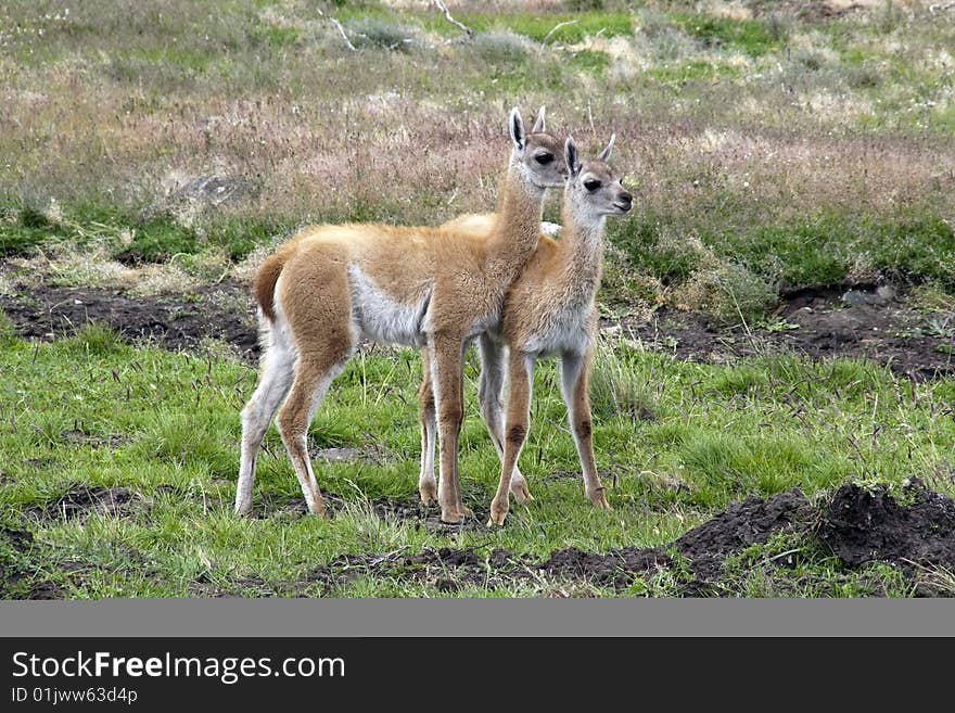 Guanaco couple