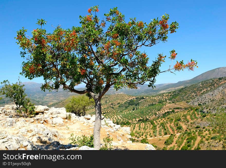 Tree on the hills of Peloponnese, Greece. Tree on the hills of Peloponnese, Greece