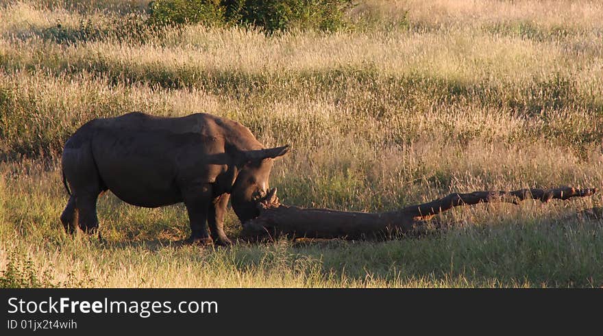 White Rhinoceros