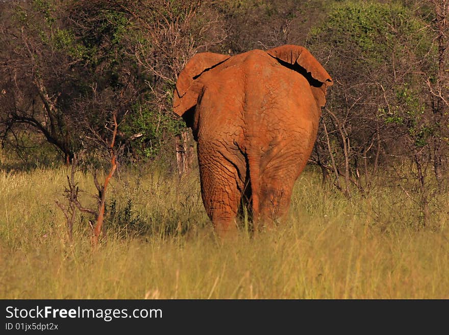 Elephant standing in thickets with rear end profile in morning sunlight. Elephant standing in thickets with rear end profile in morning sunlight.