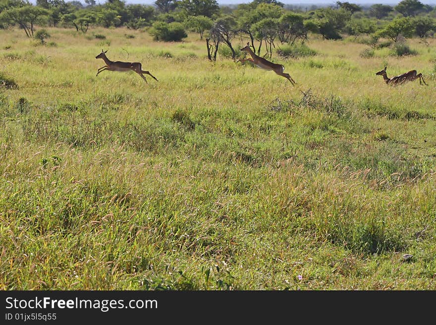 Impalas  Leaping