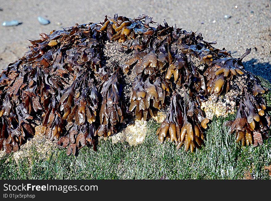 Kelp and Seaweed