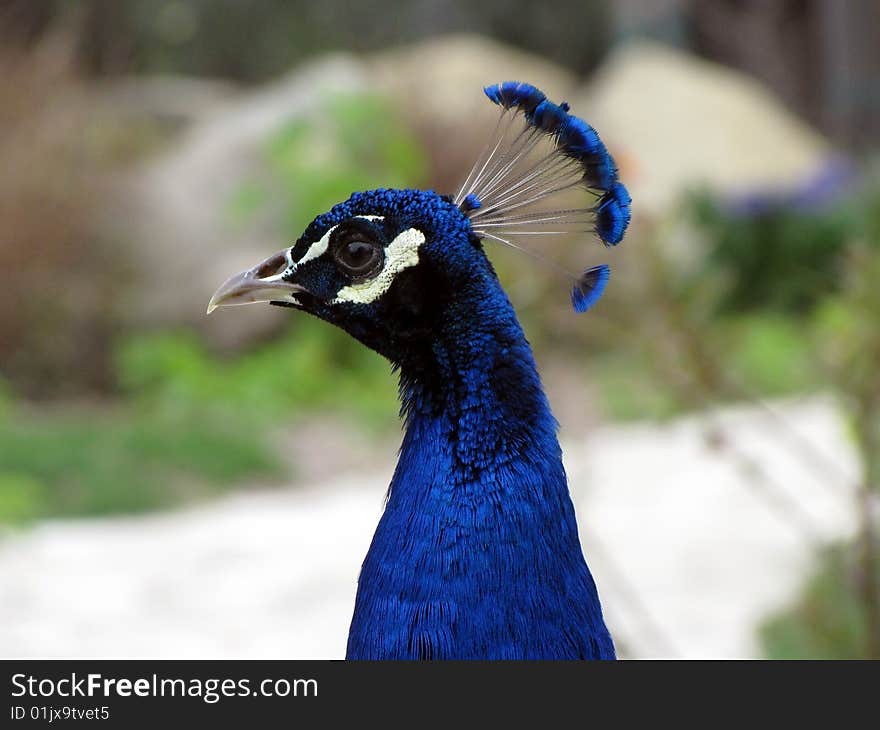 Peacock full head side view