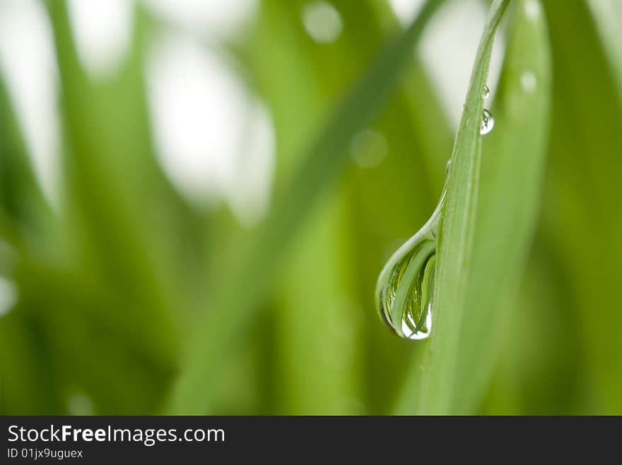 Green grass with large dew drops. Green grass with large dew drops