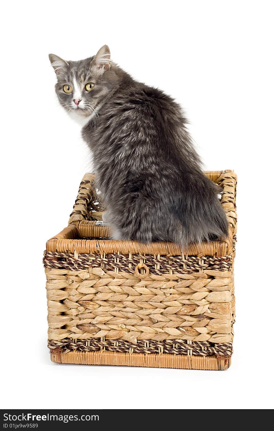 Furry gray cat coming out of a wicker chest