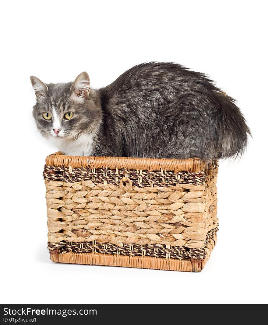 Furry gray cat coming out of a wicker chest