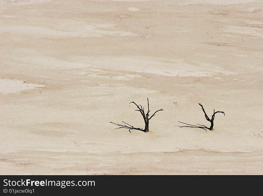 Dead trees with shadows. Dead Vlei, Namibia.