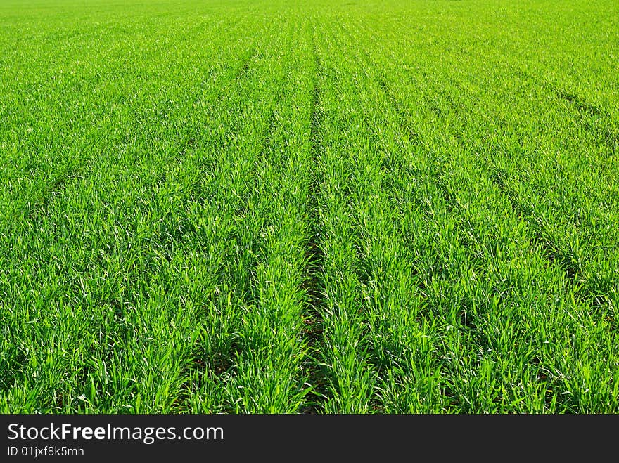 Green grass texture from a  field