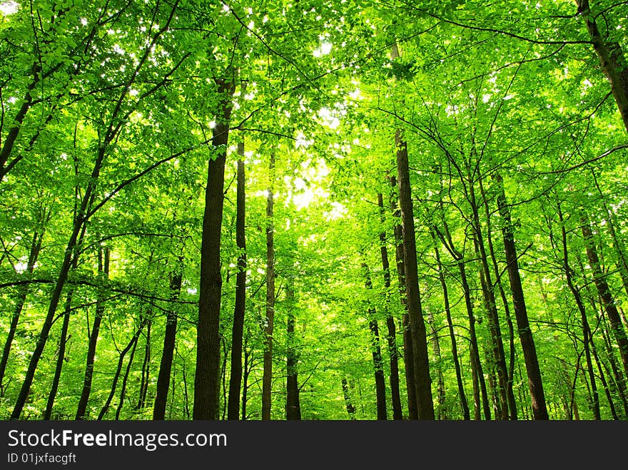 Green forest background in sunny day. Green forest background in sunny day