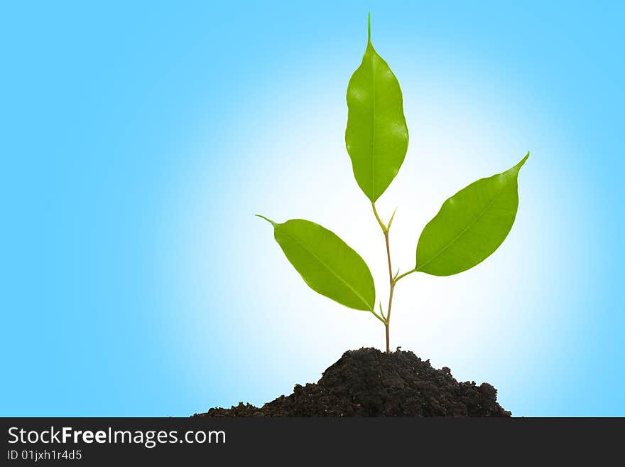 An image of a tiny green plant growing in the ground