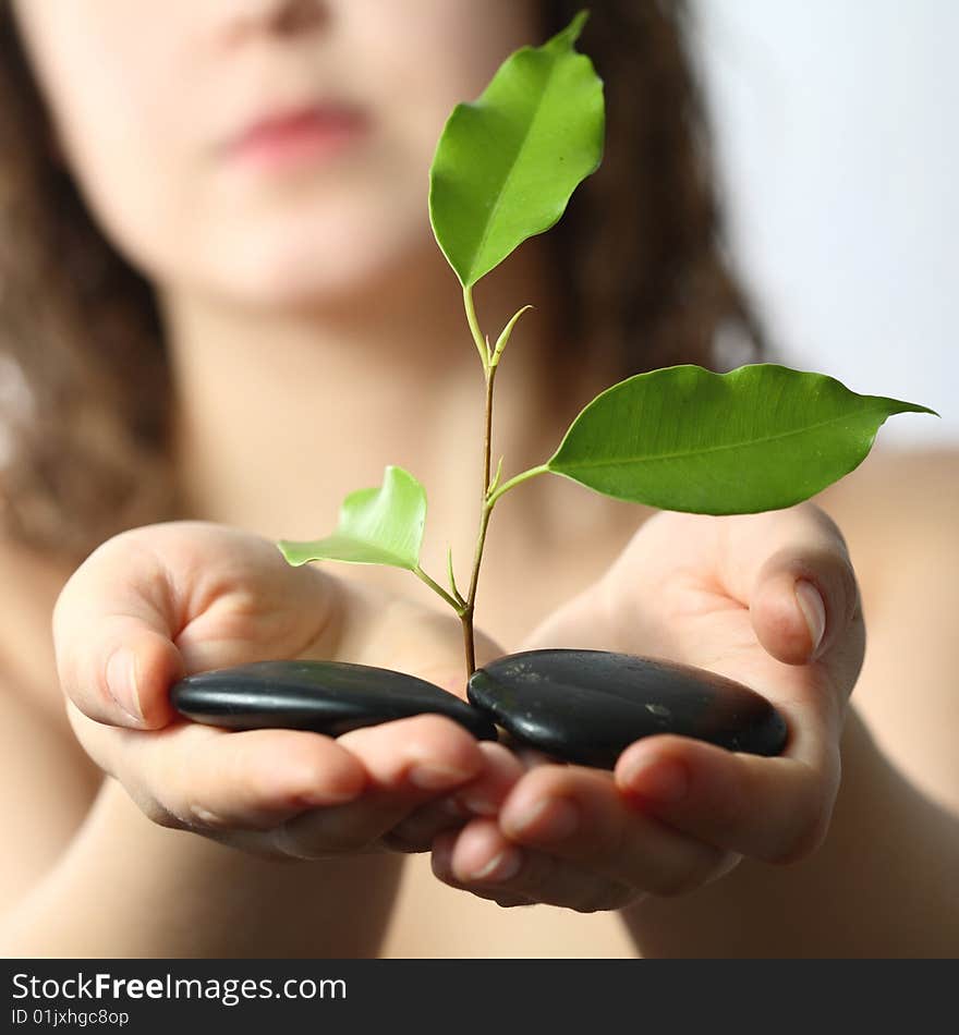 Stock photo: an image of a plant and stones in hands. Stock photo: an image of a plant and stones in hands