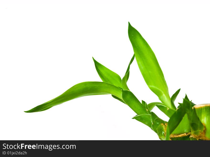 Nature theme: an image of  fragile green leaves