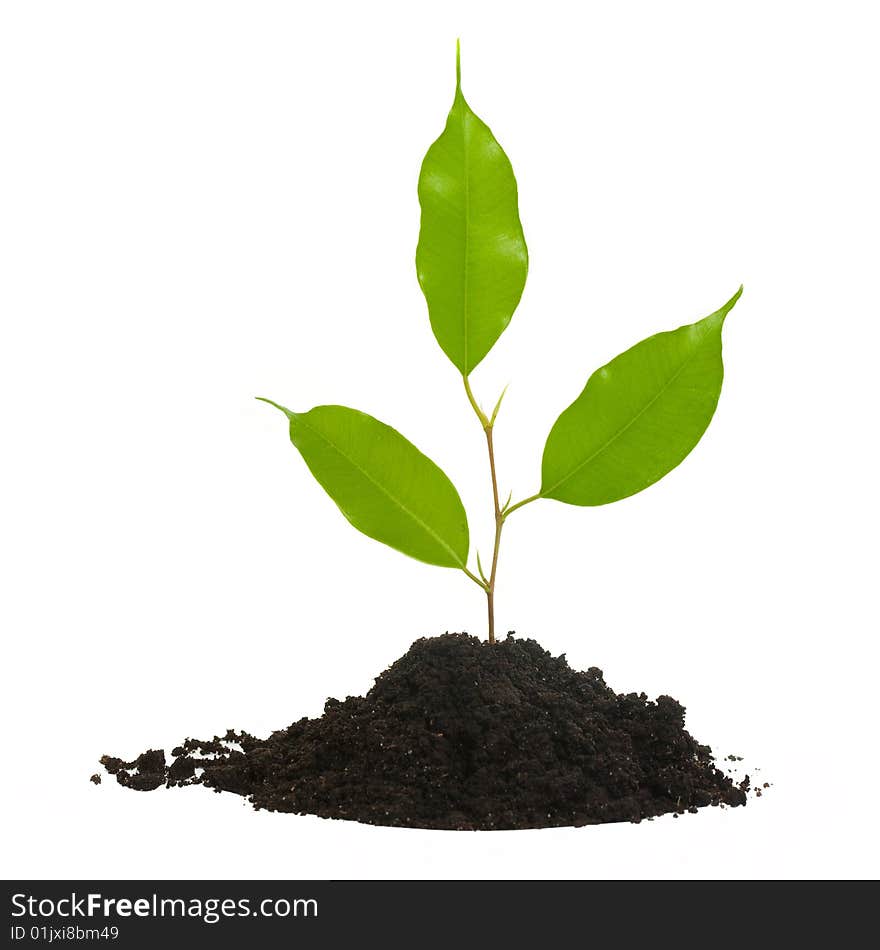 An image of a green plant in the ground