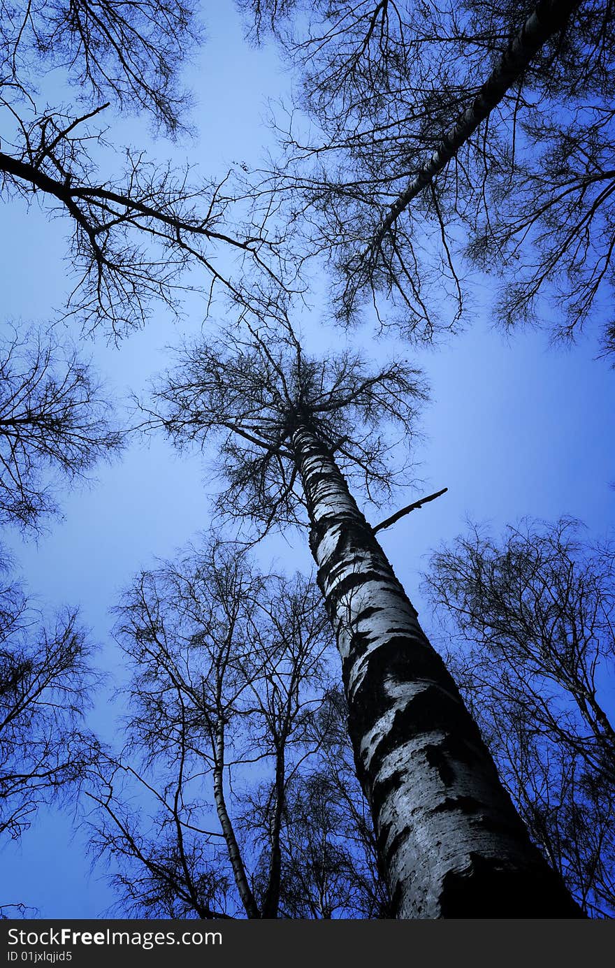 Loking up to blue sky along birch boles. Loking up to blue sky along birch boles.