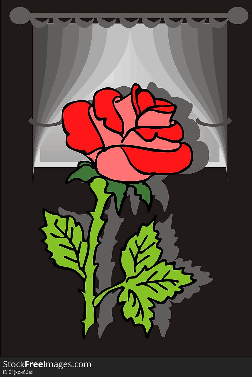 Red rose