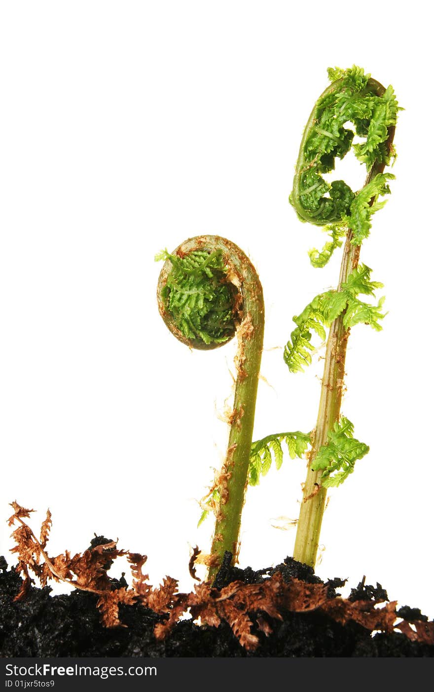 Fern fronds