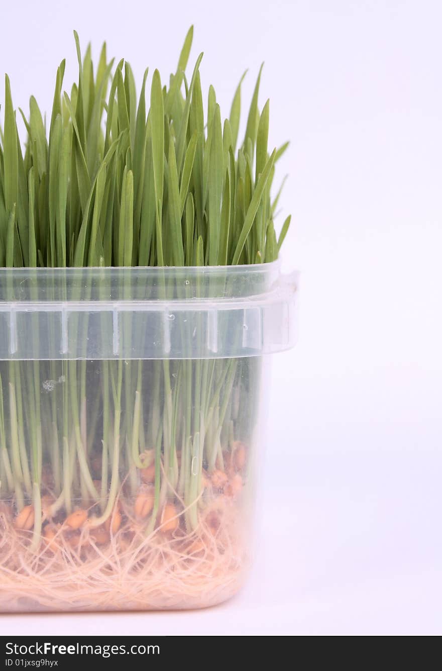 Green Grain On A White Background