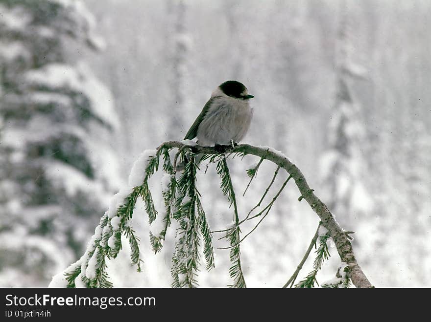 Gray jay [camprobber], trying to keep warm on snowy day, Mt Rainer, Washington