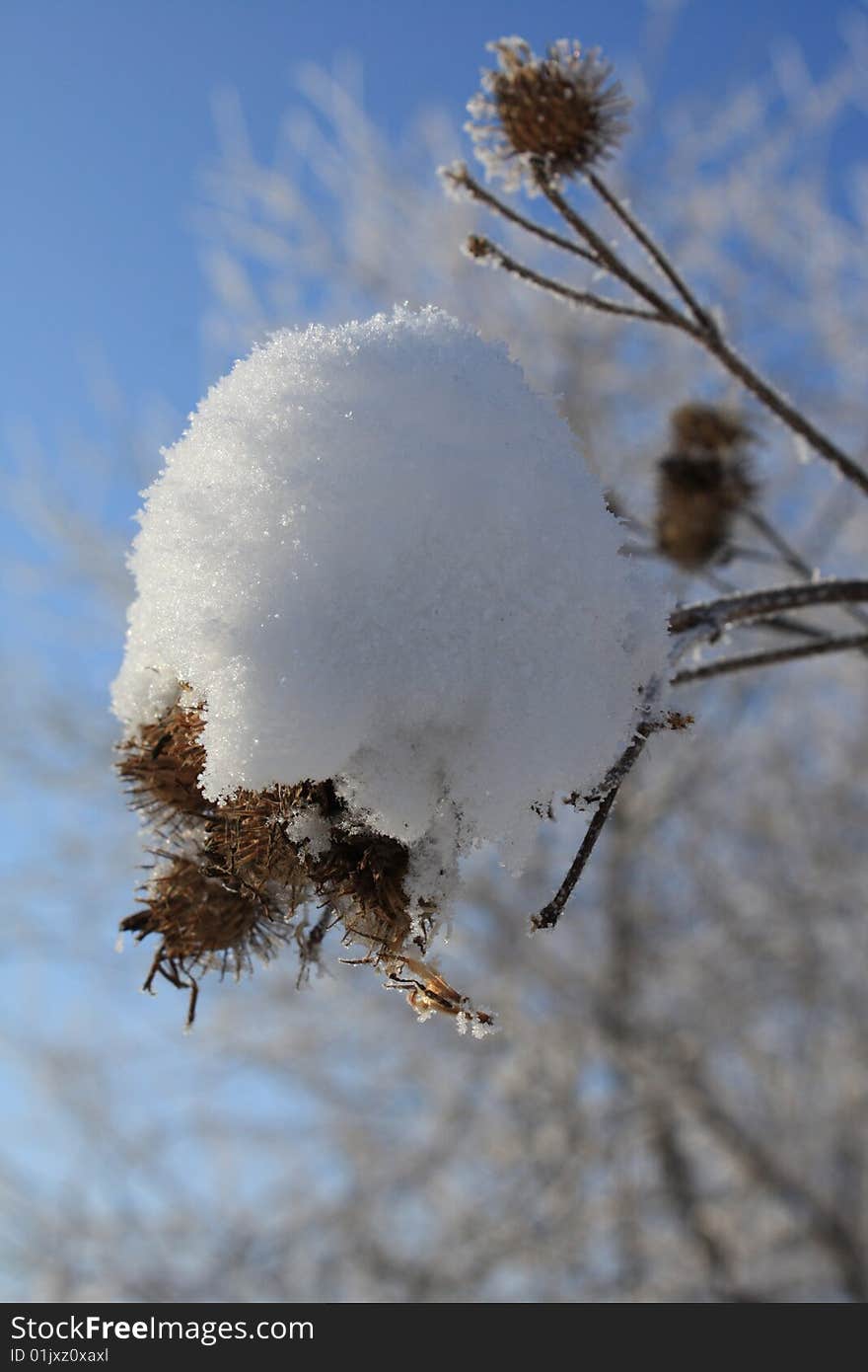 The Snow on the Plant.