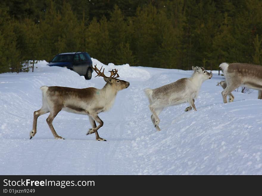 Reindeer