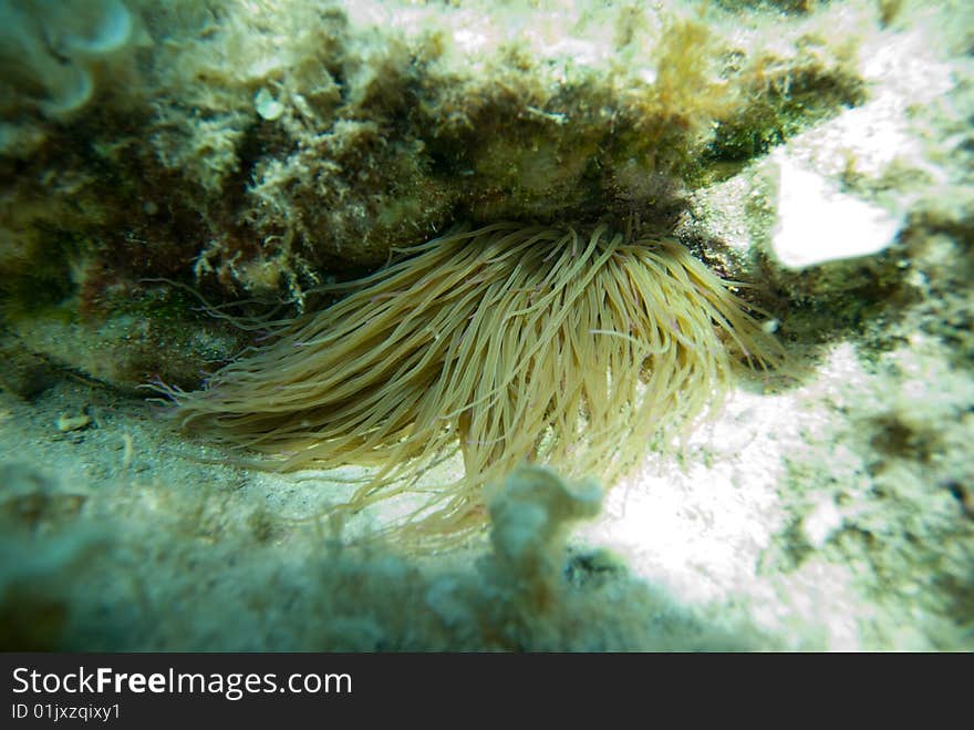 Anemone Anemonia sulcata in the mediterranean sea. Anemone Anemonia sulcata in the mediterranean sea.