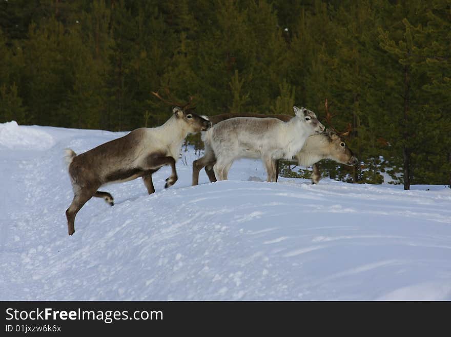 Reindeer