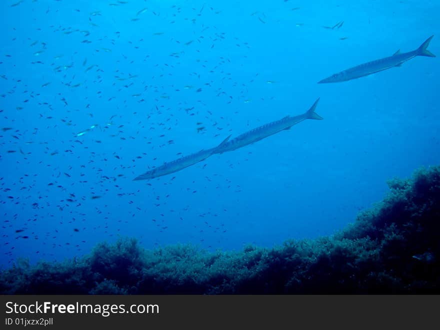 Small young european barracudas sphyraenidae in the mediterranean sea. Small young european barracudas sphyraenidae in the mediterranean sea.