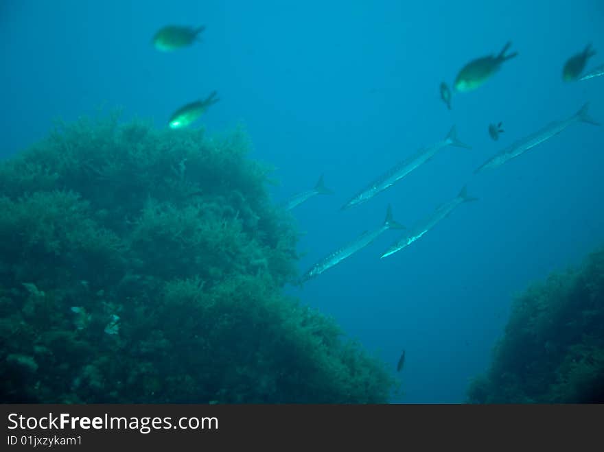 Small young european barracudas sphyraenidae in the mediterranean sea. Small young european barracudas sphyraenidae in the mediterranean sea.