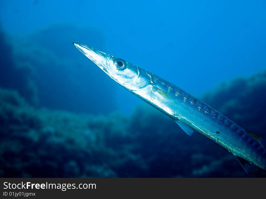 Small young european barracuda sphyraenidae in the mediterranean sea. Small young european barracuda sphyraenidae in the mediterranean sea.