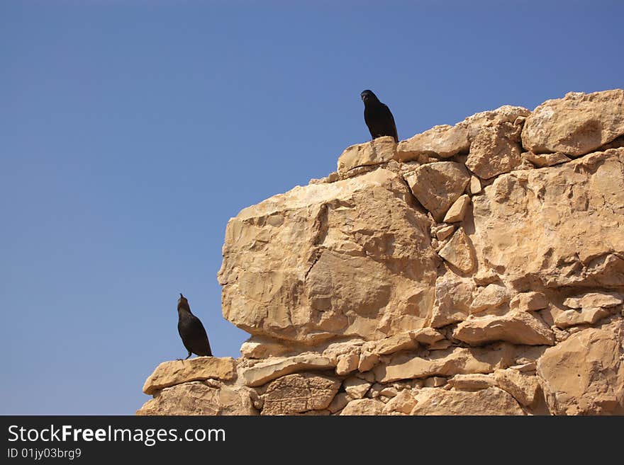 Black birds on stone wall