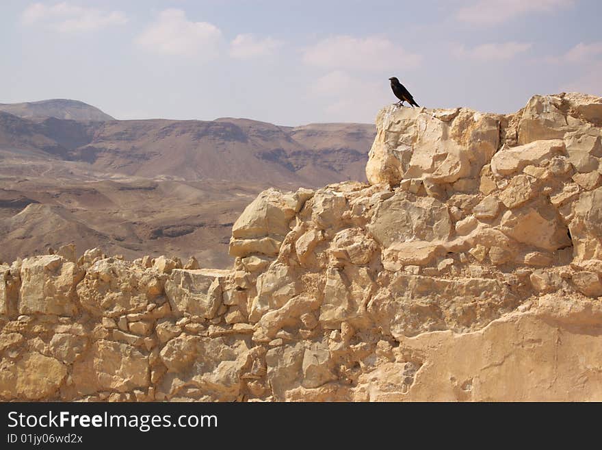 Black bird on ruined wall