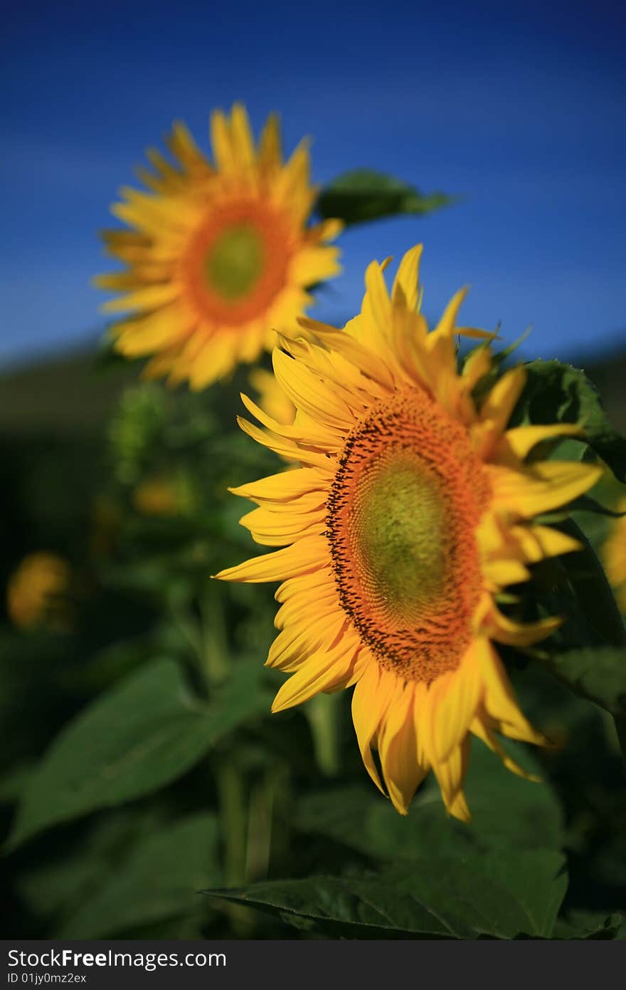 Shiny colors on a sunflower field. Shiny colors on a sunflower field.