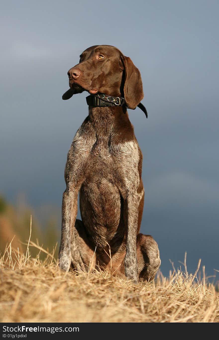 Nice brown dog in nature sitting. Nice brown dog in nature sitting