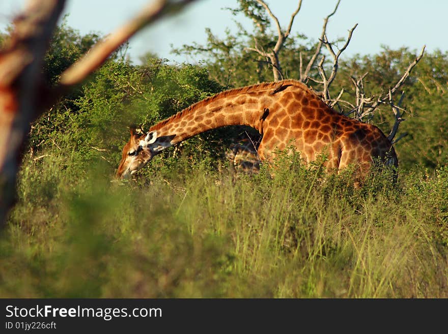 Giraffe grazing in bush in Africa landscape.