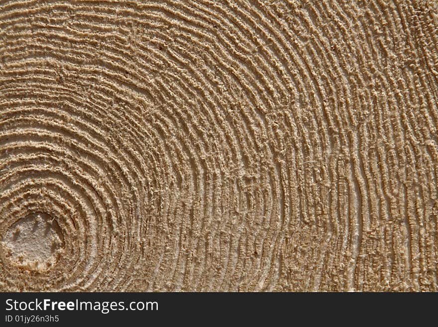 Saw cut of a tree with annual rings of life. Saw cut of a tree with annual rings of life