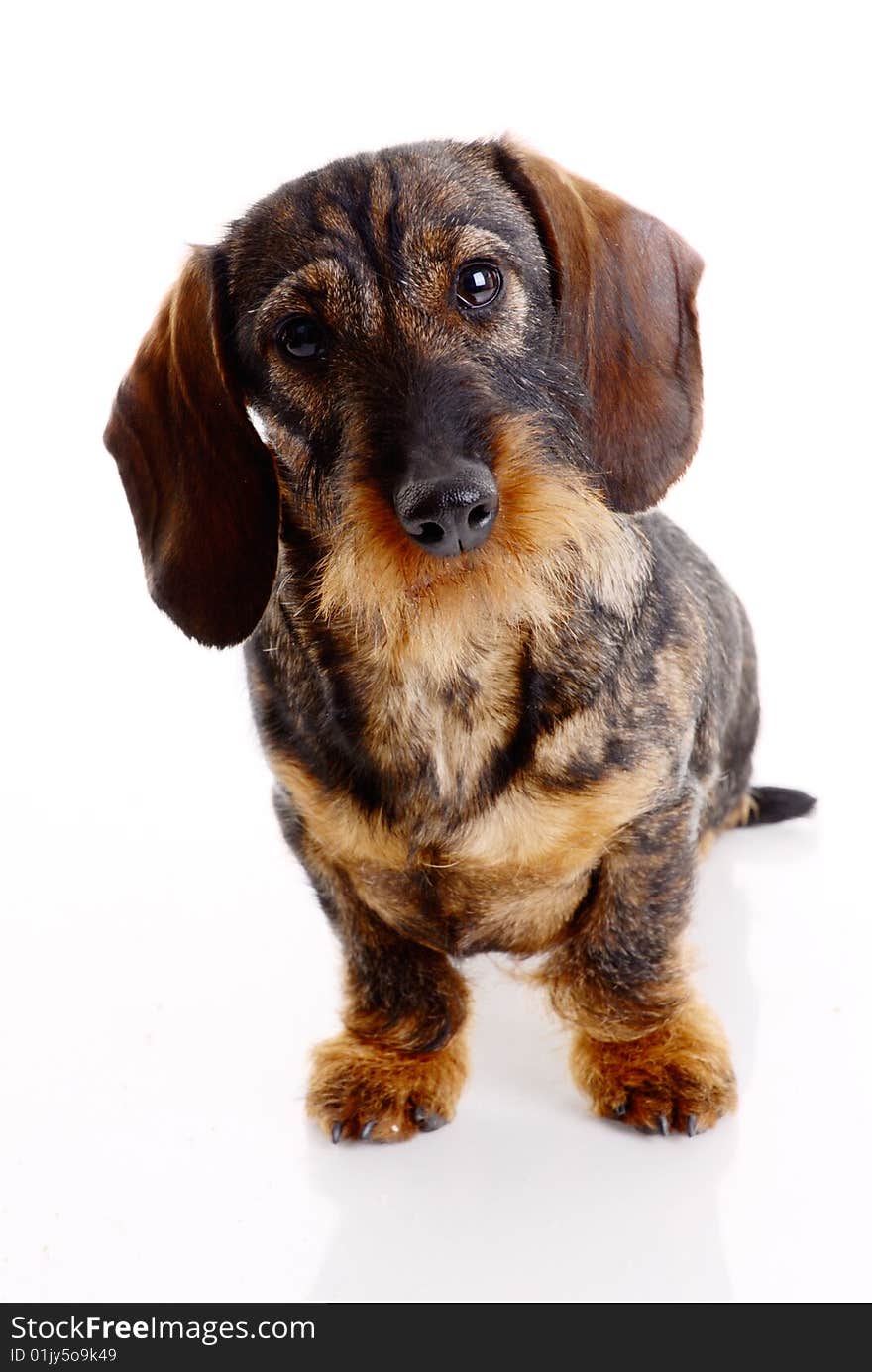 Dachshund  isolated on white background