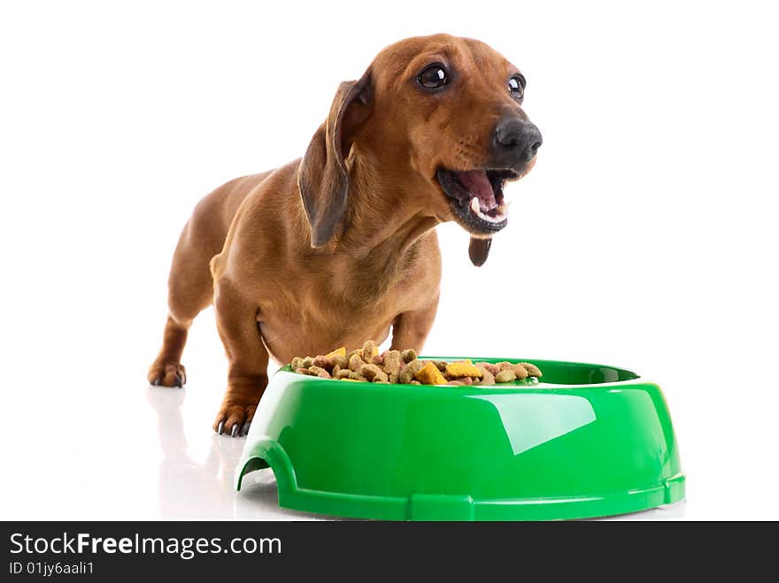 Dachshund  isolated on white background