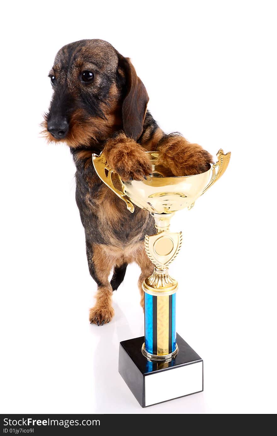 Dachshund with a cup isolated on white background