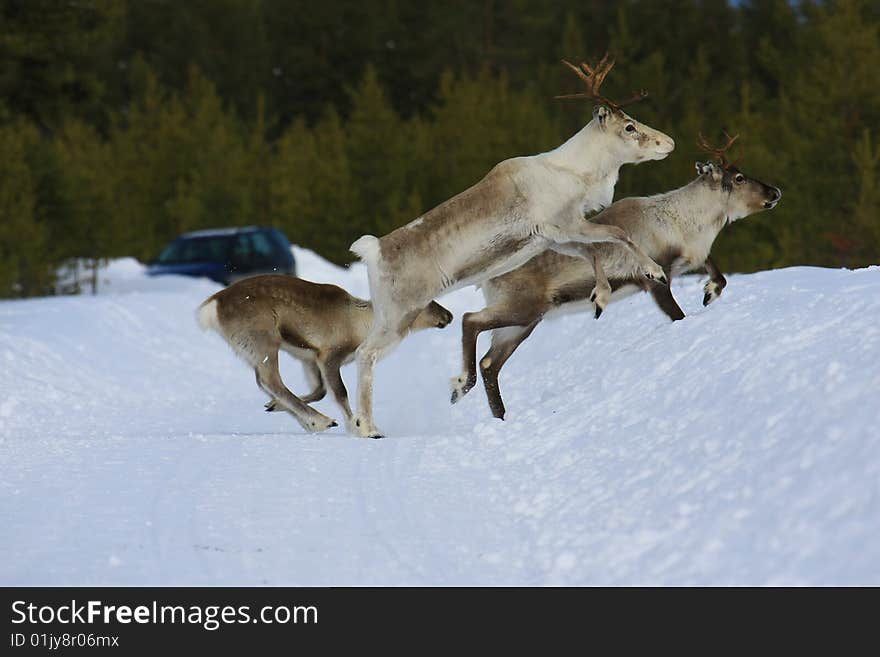 Reindeer