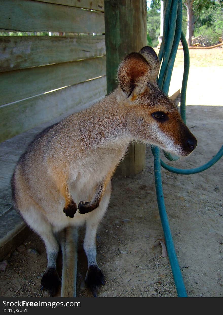 Cute wallaby, shot taken in Brisbane Koala Sanctuary