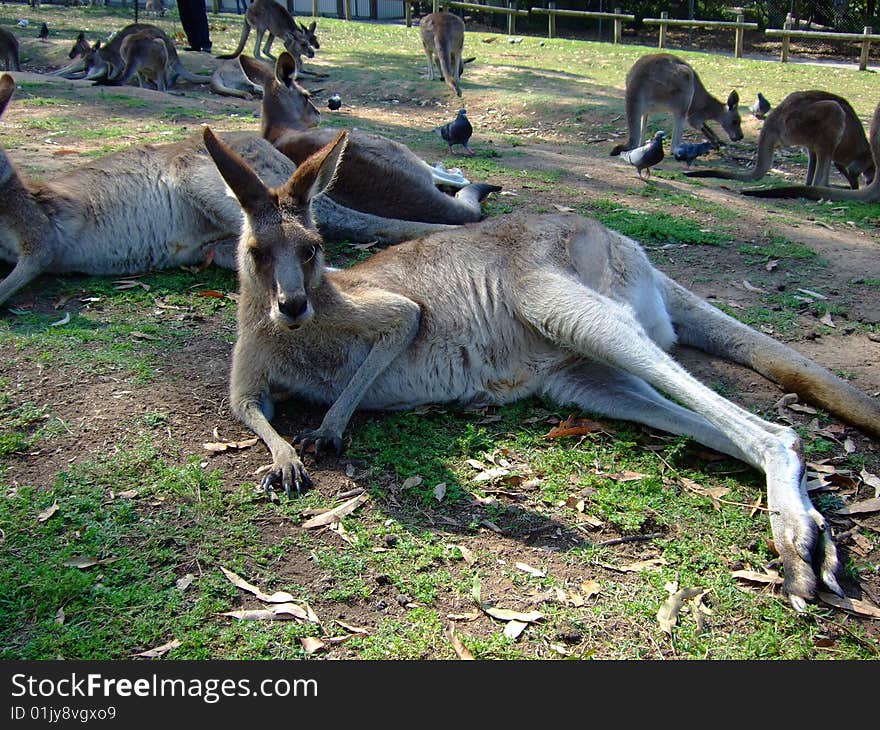 Recumbent kangaroo, shot taken in Brisbane Koala Sanctuary