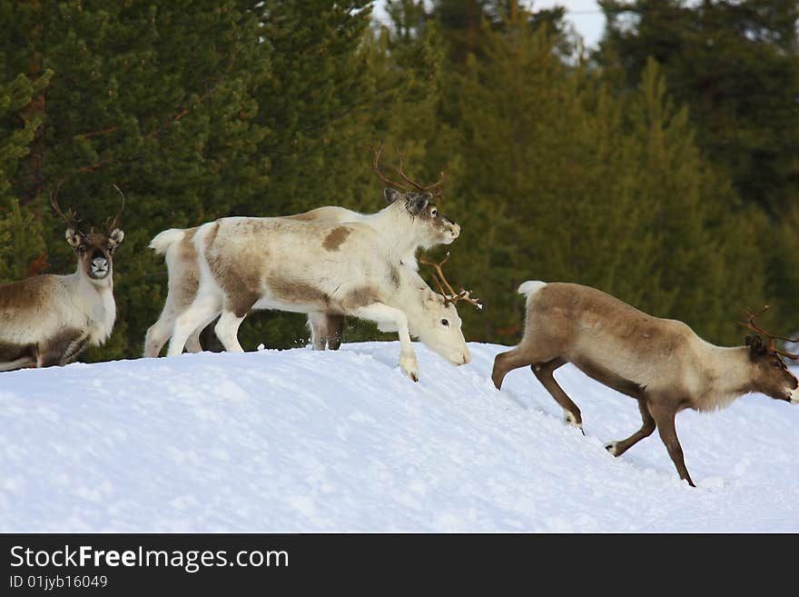 Reindeer